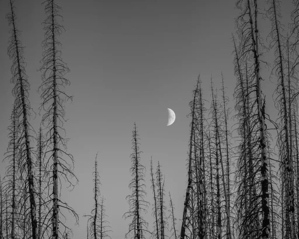 Moon Between the Snags, Corral Pass, Washington, 2026