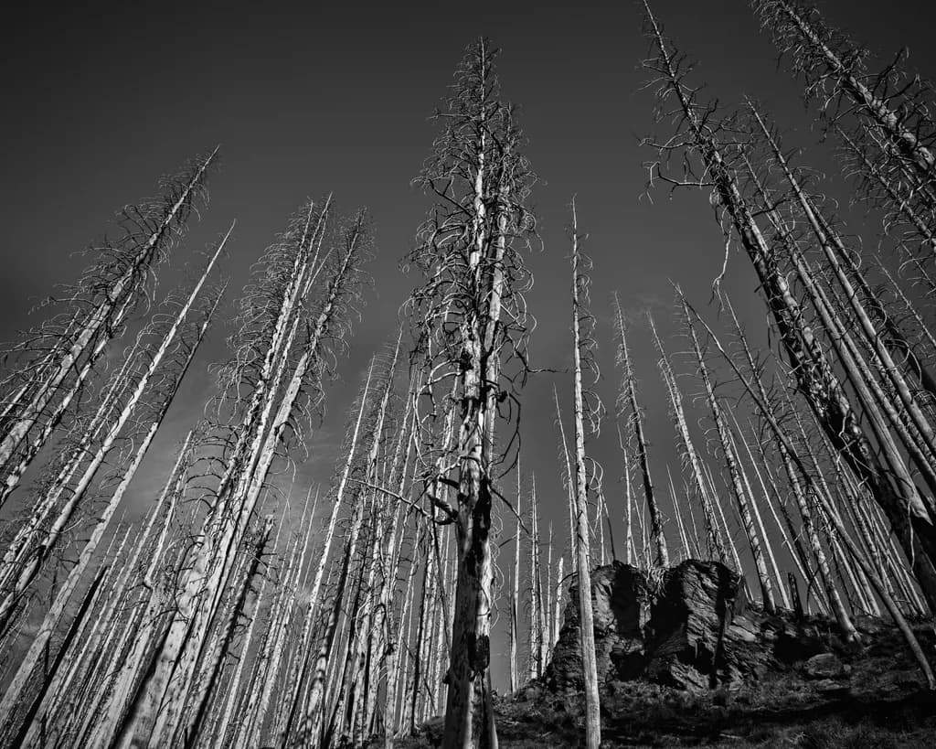 Reaching Skyward, Corral Pass, Washington, 2026