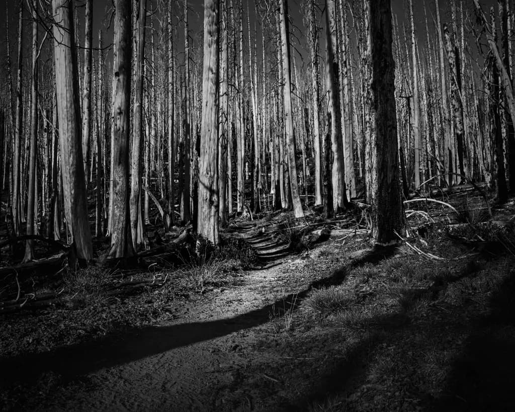 Into the Forest, Corral Pass, Washington, 2026