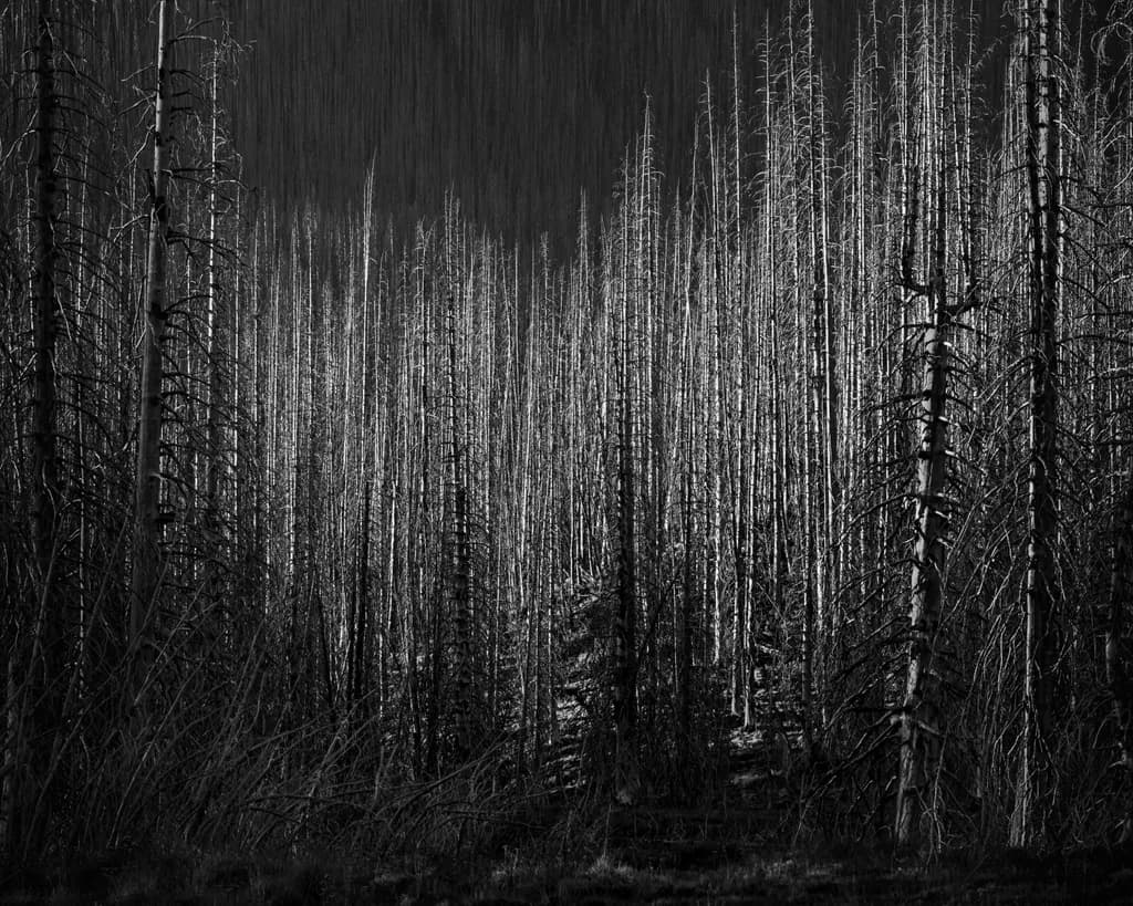 Forest of Vertical Lines, Corral Pass, Washington, 2026