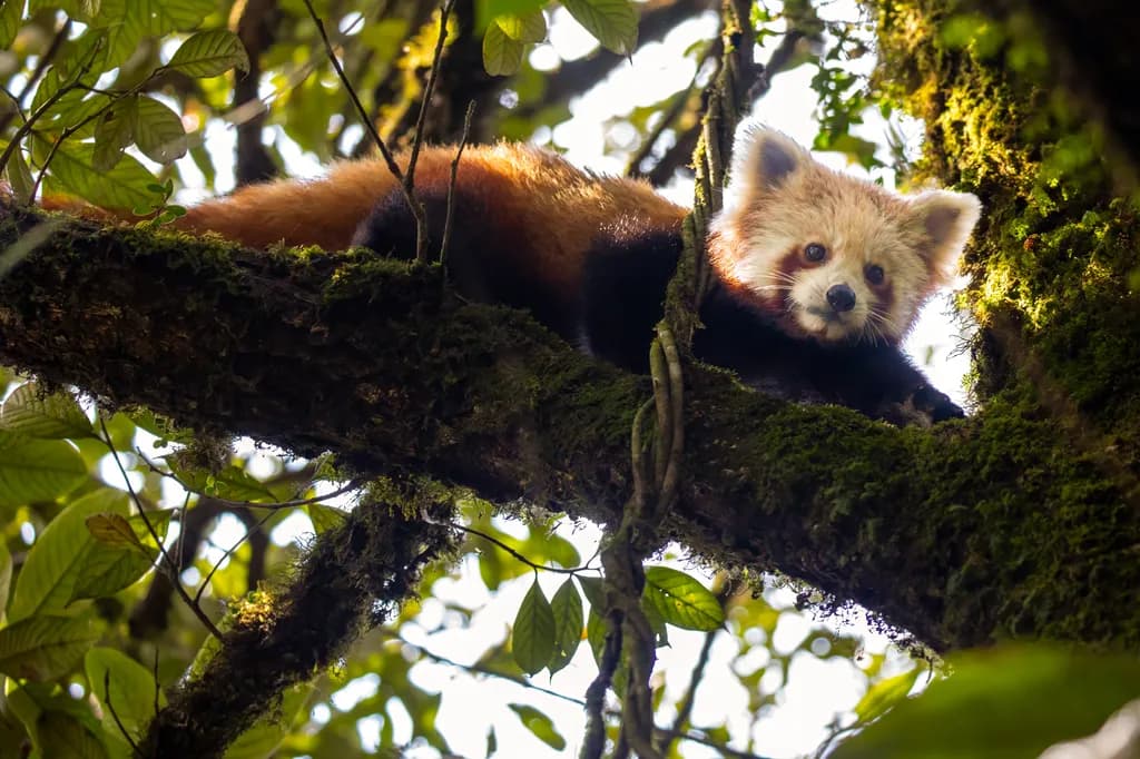 Resting Red Panda