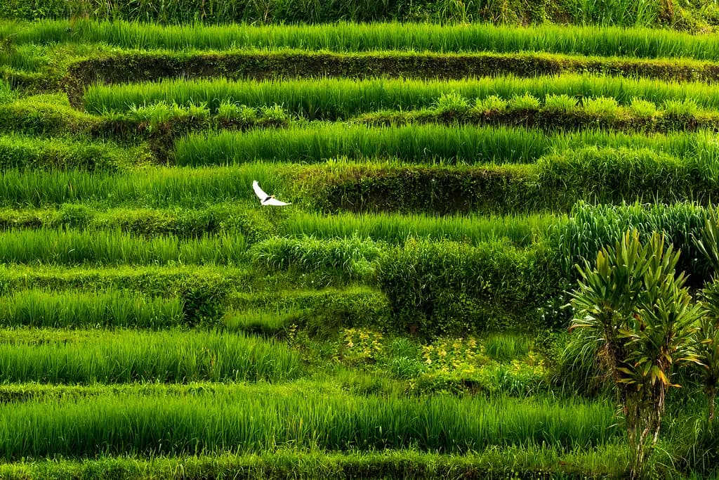 Gianyar Rice Field