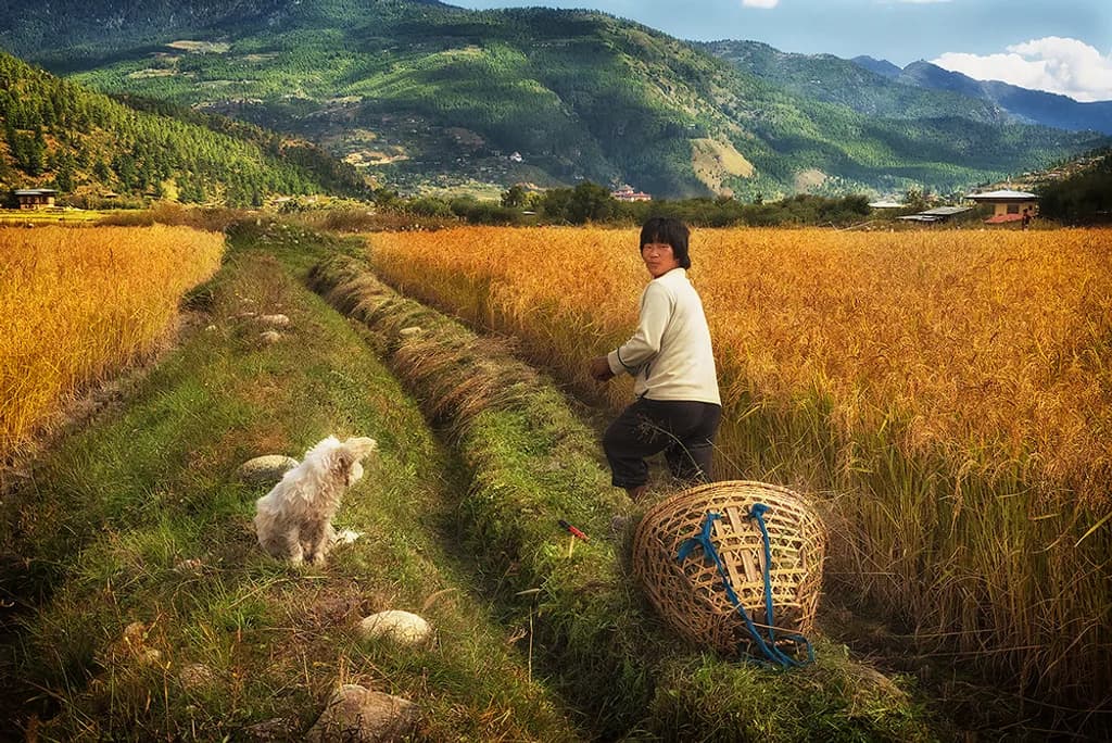 Harvesting Bhutan