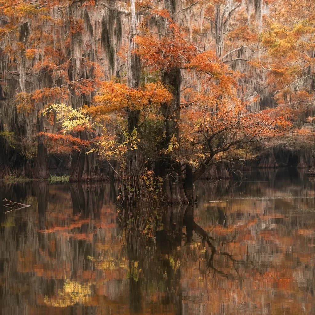 Cypress Serenity