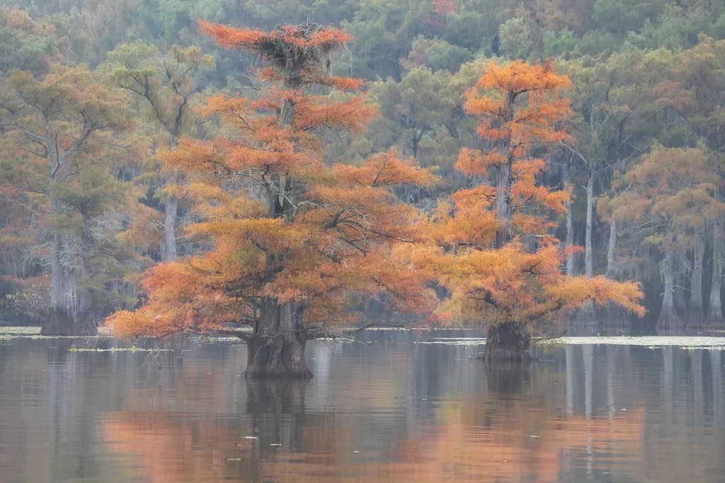Autumn Reflections
