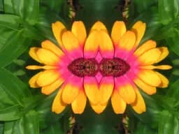 Zinnia Mitosis