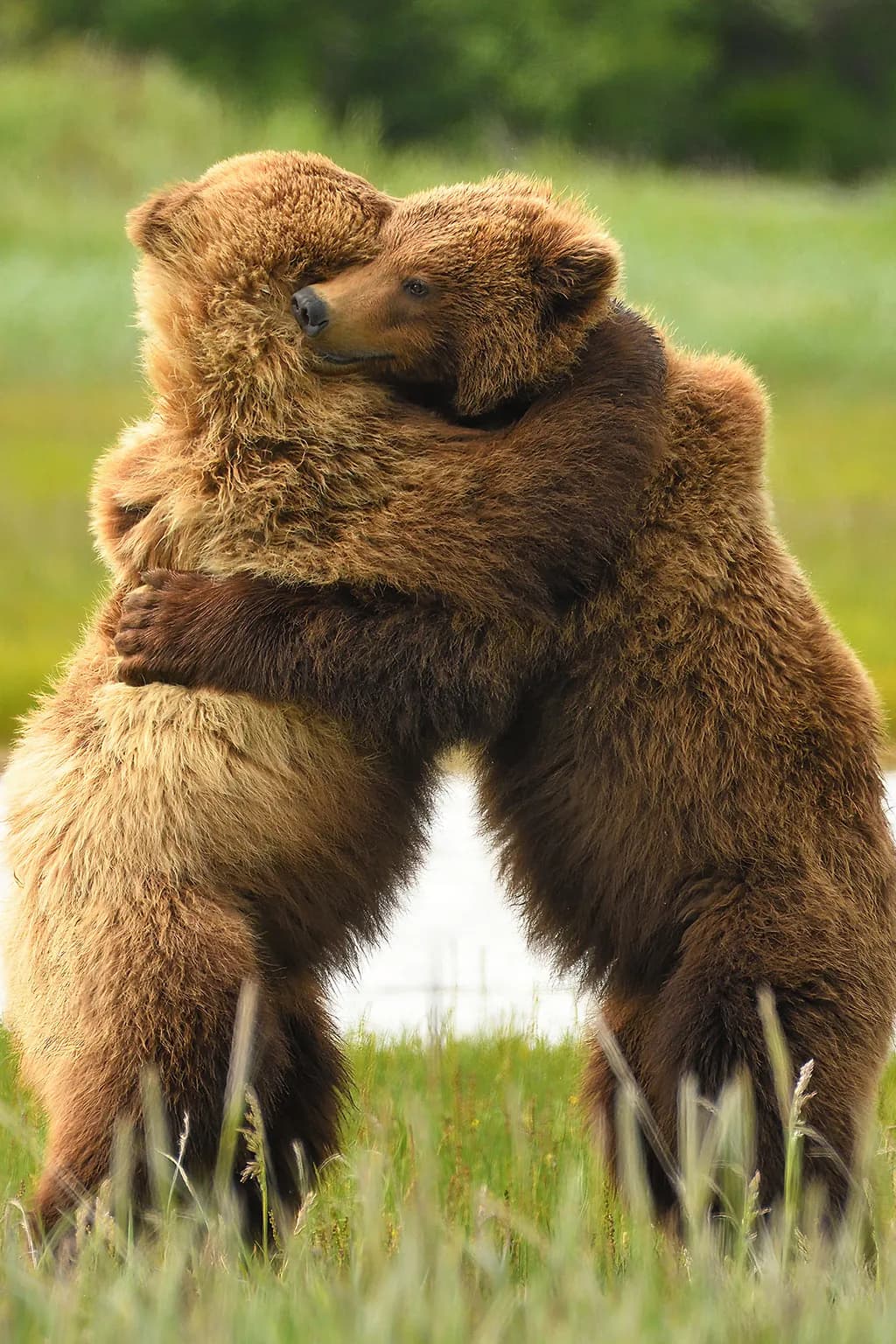 Big Bear Hug