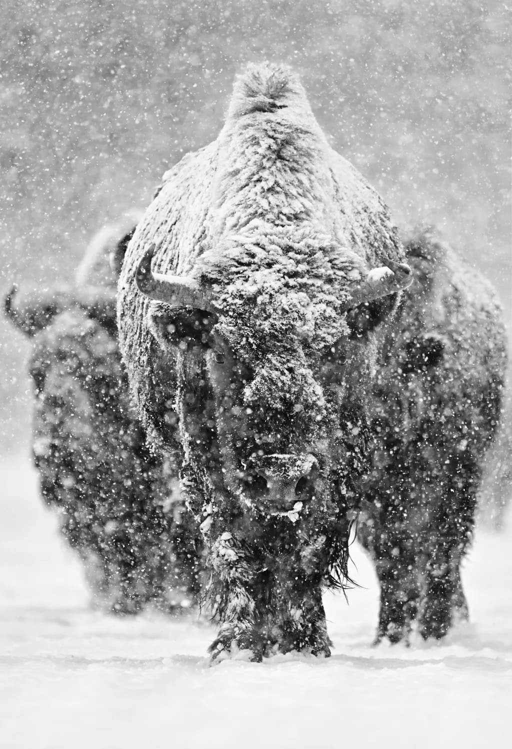 Relentless Fortitude