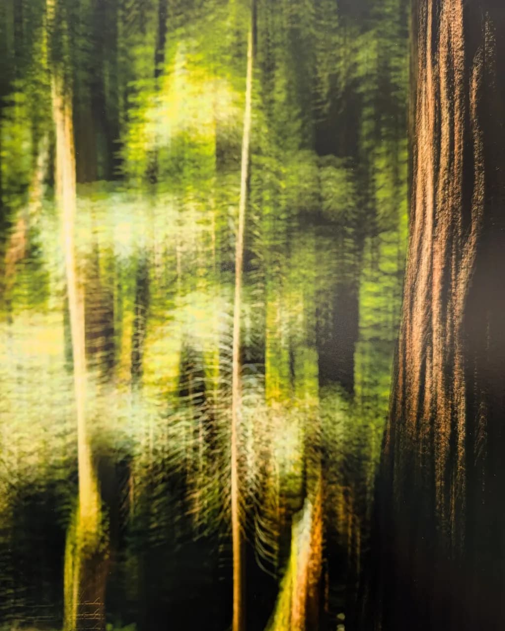 Forest Light Dance