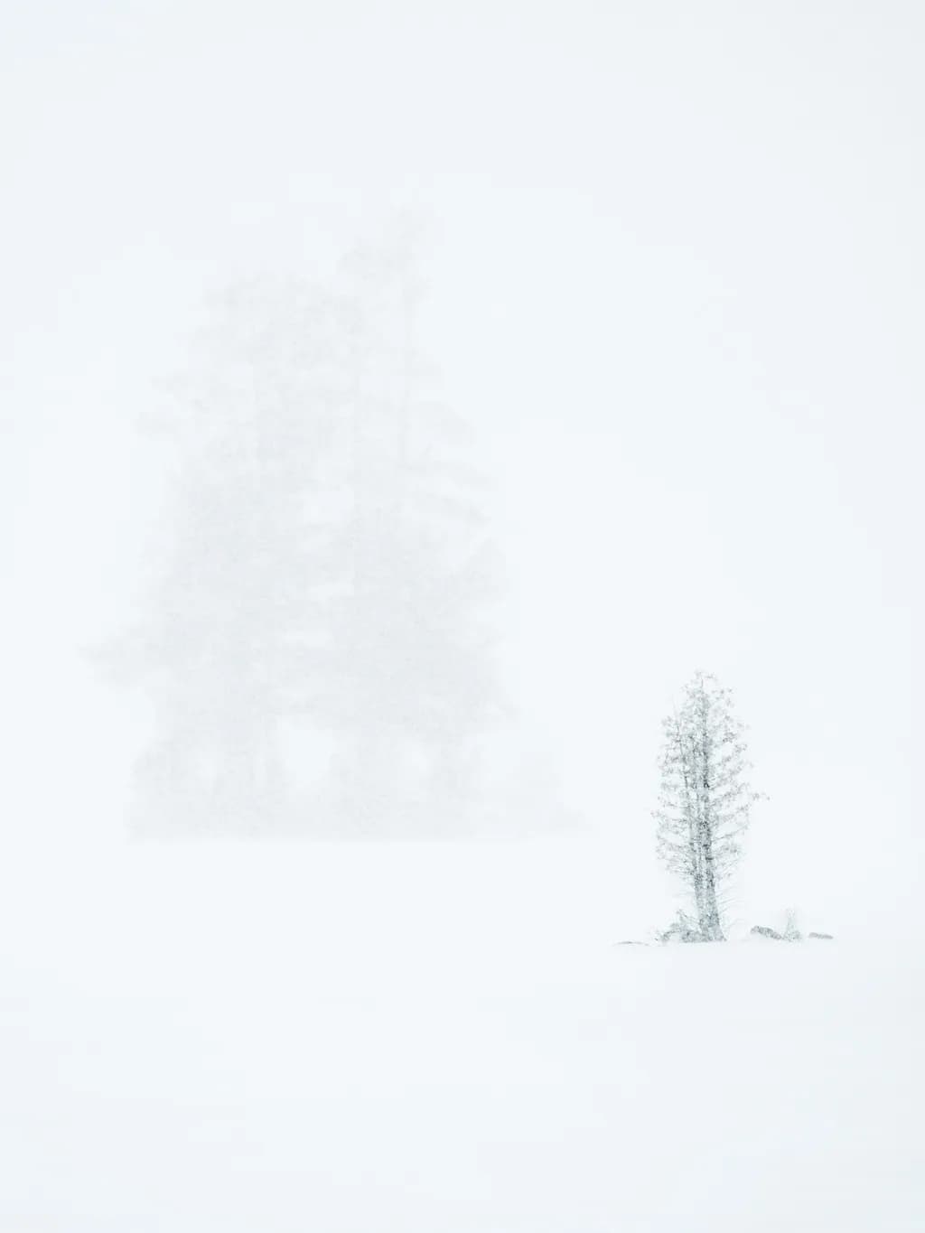 Winter Trees Silence