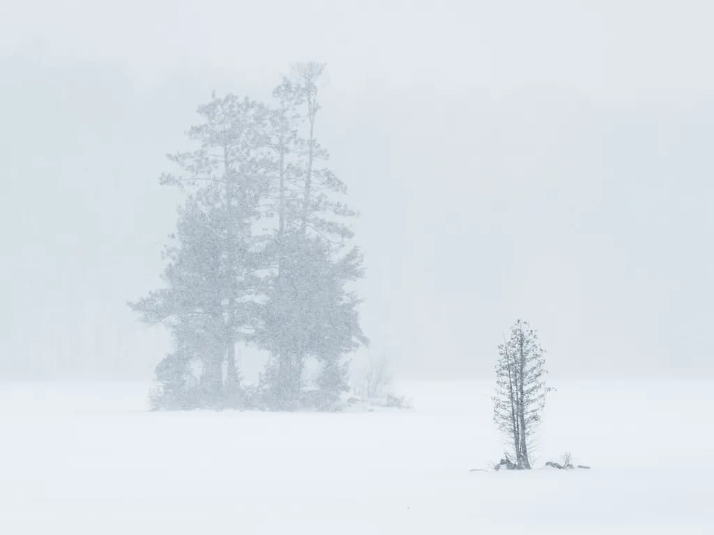 Winter Trees Isolation