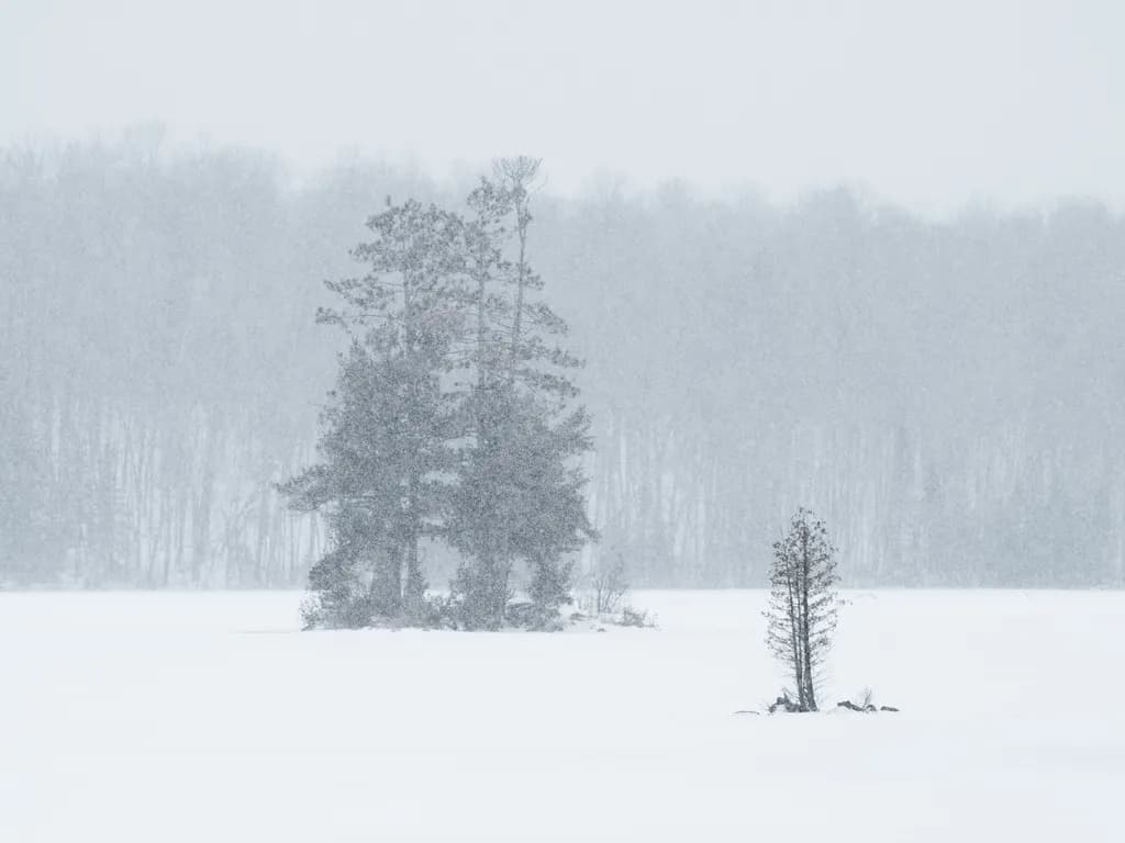 Snowy Island Pines