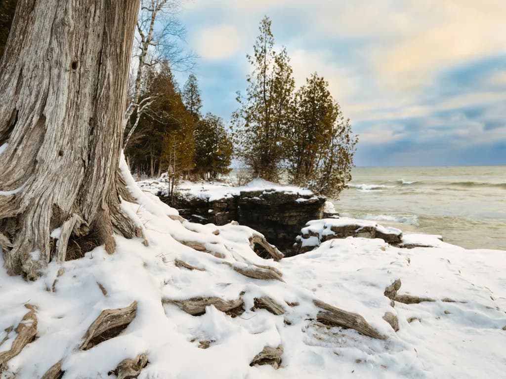 Snowy Coast Tree Roots