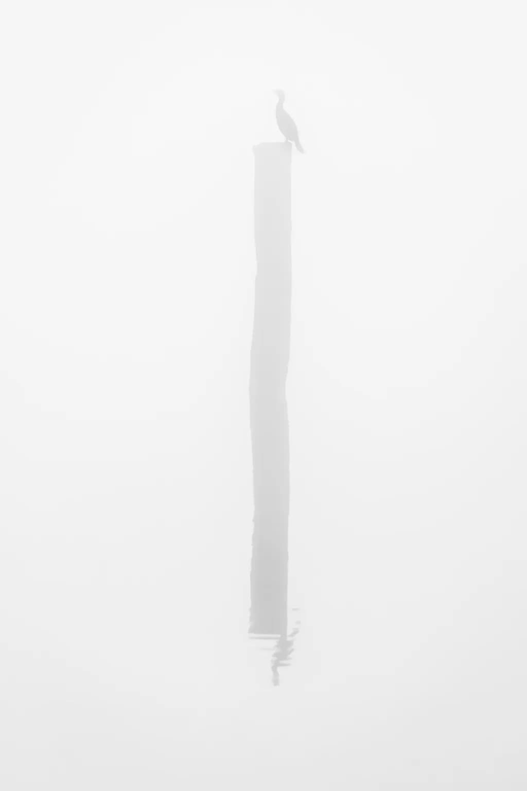Cormorant in Fog III