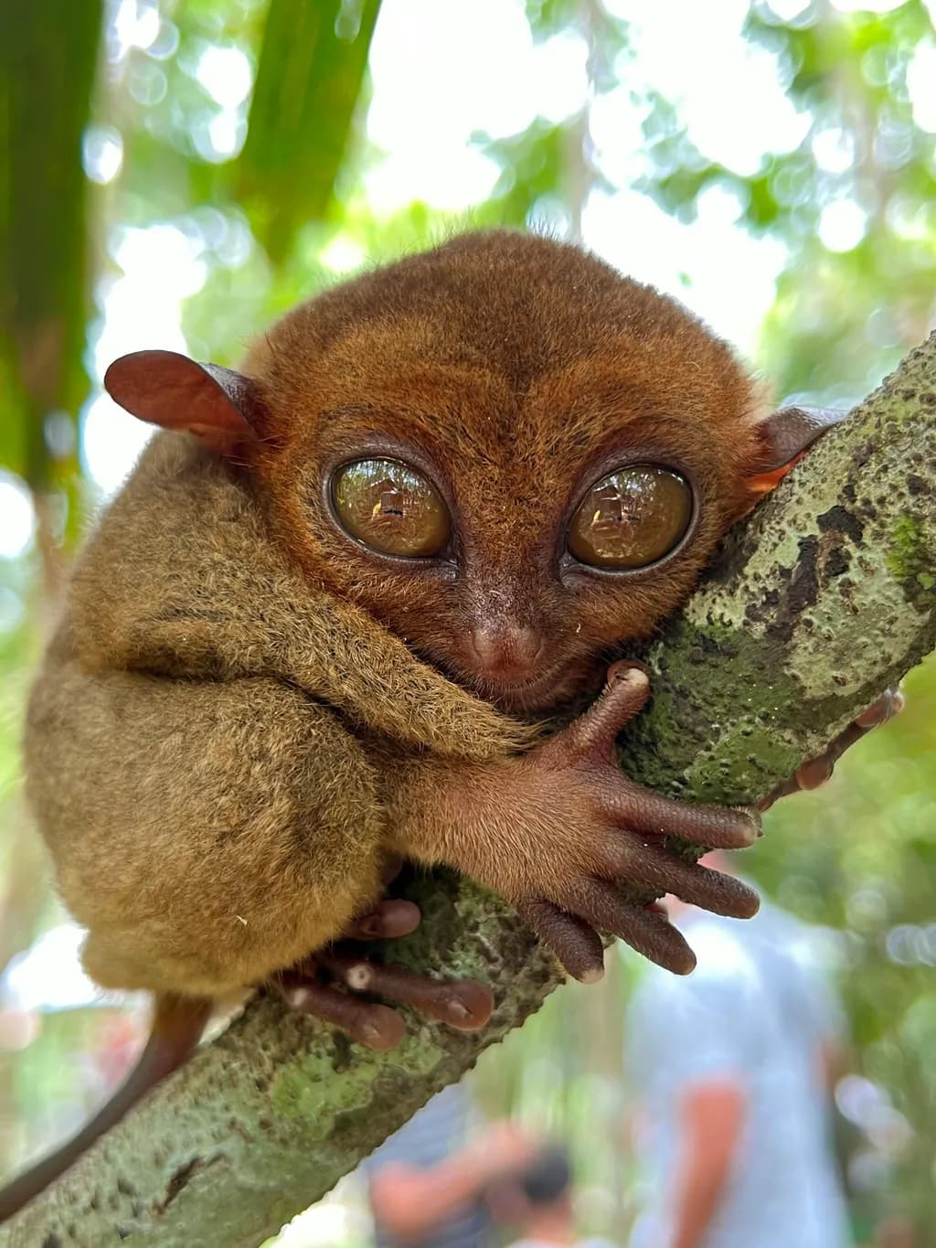Whimsical Wonder: The Enchanting Gaze of a Tarsier in Nature's Embrace