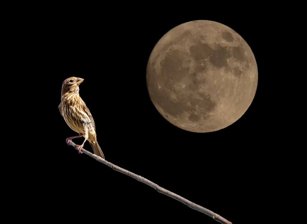 By the Light of the Moon
