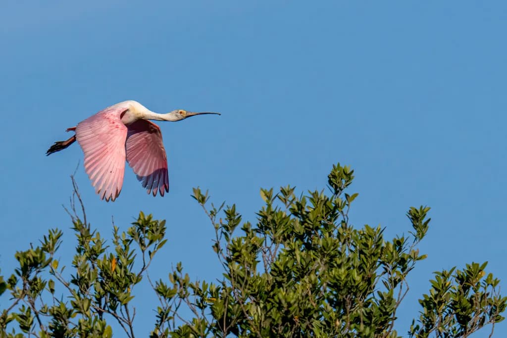 Coming in for a Landing
