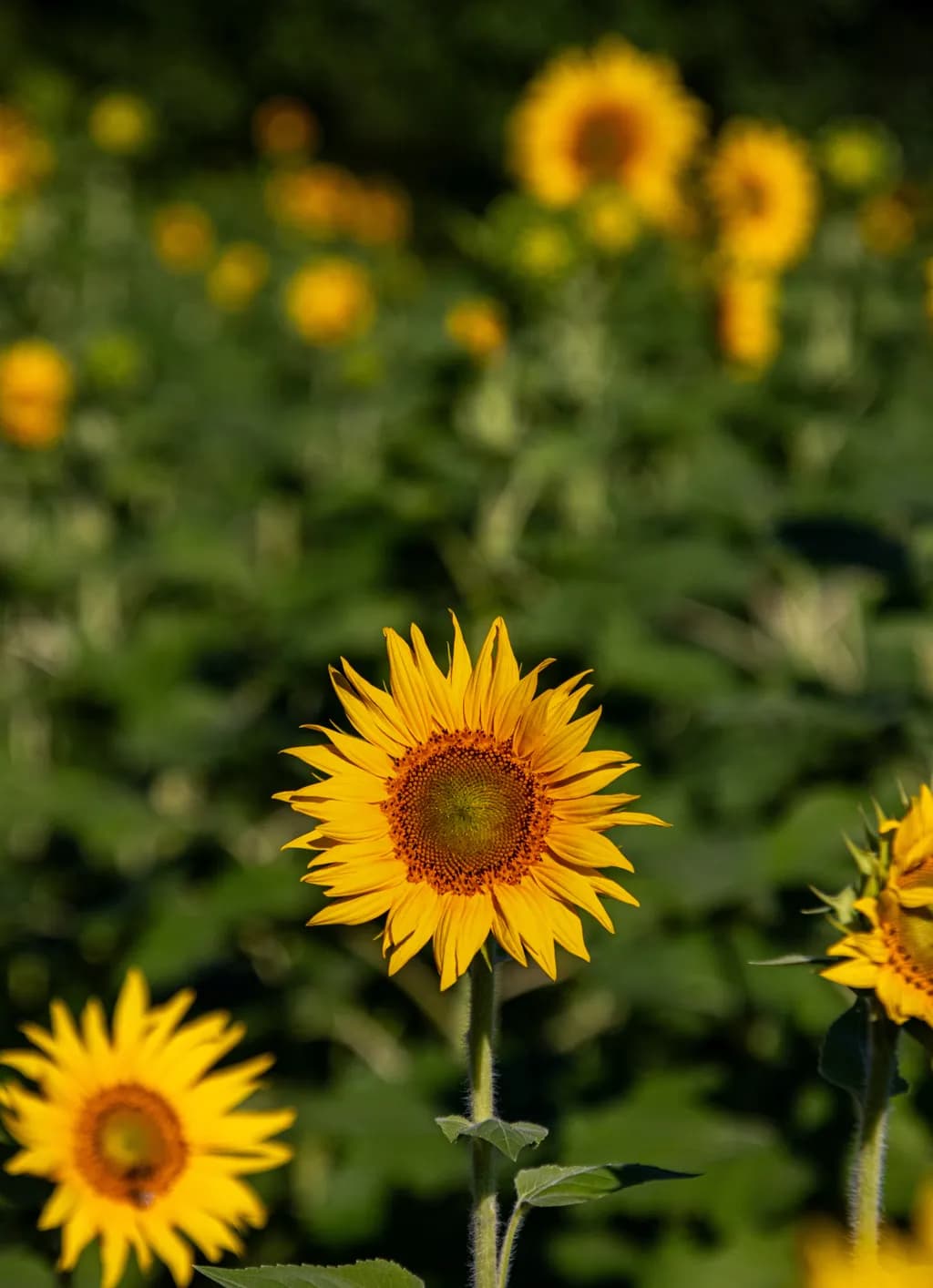 Sunflower Field