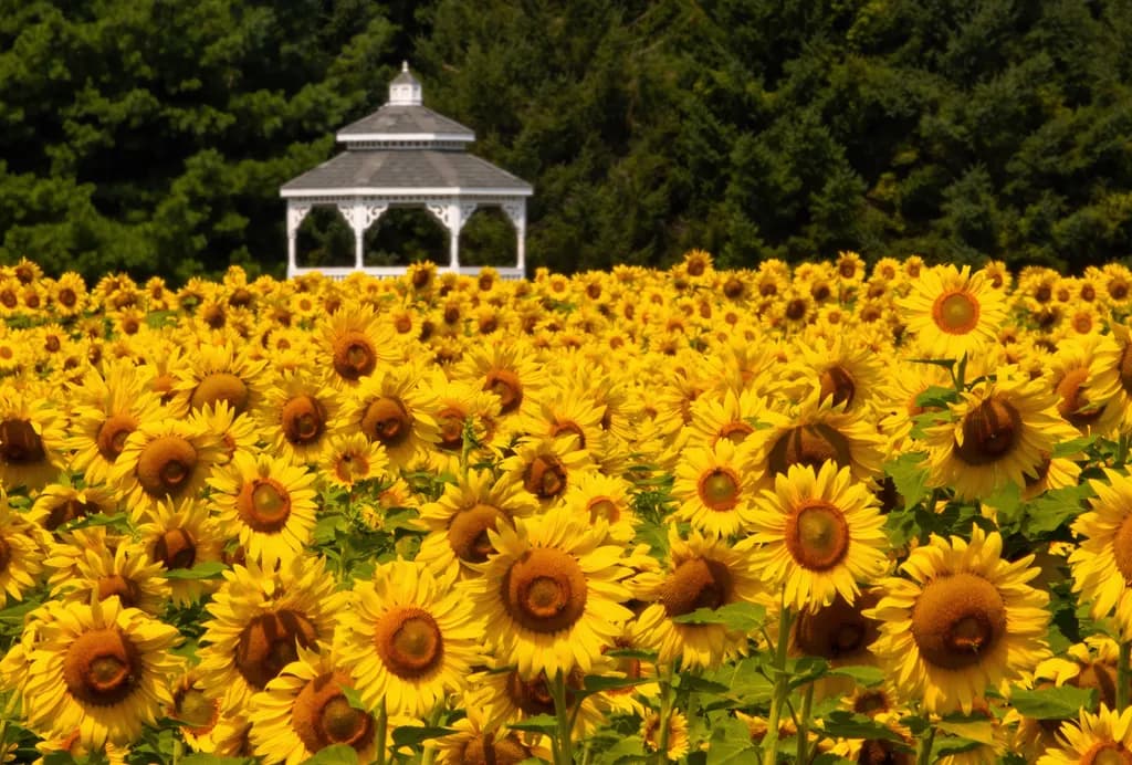 Sunflower Gazebo