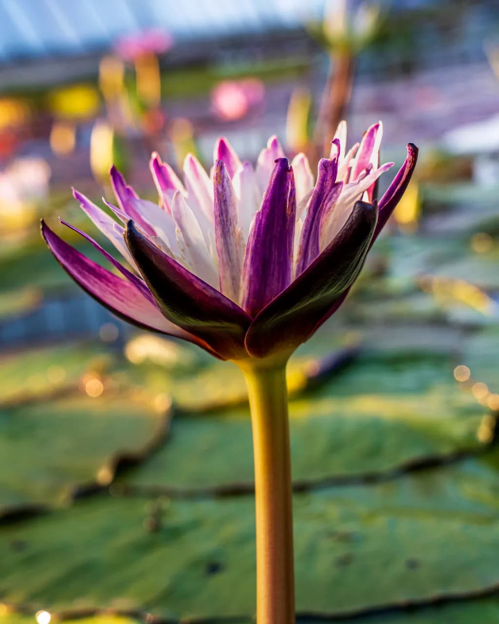 Water Lily Bloom