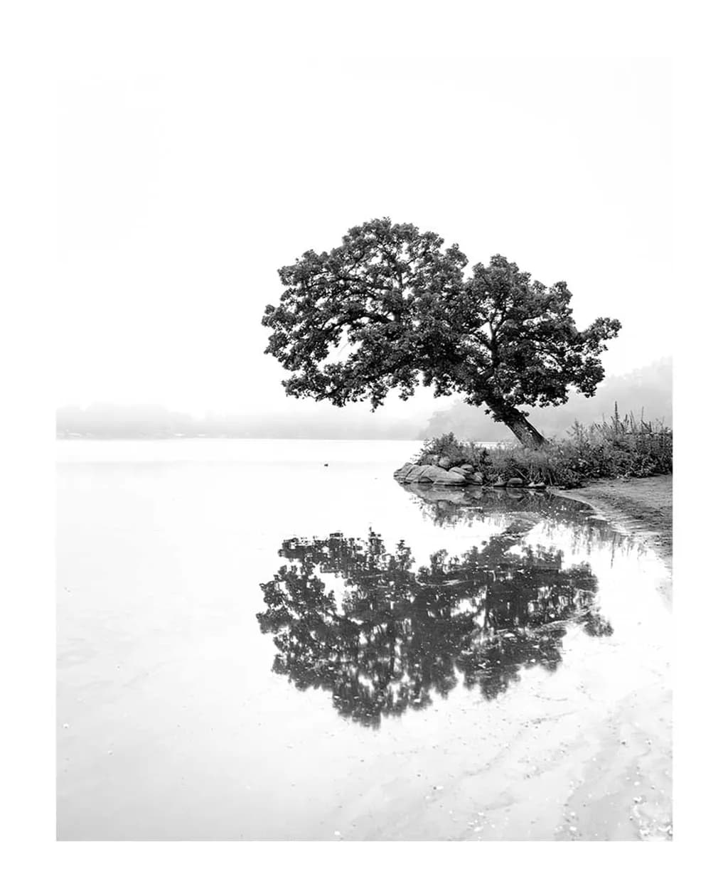 Tree Reflection on Lake