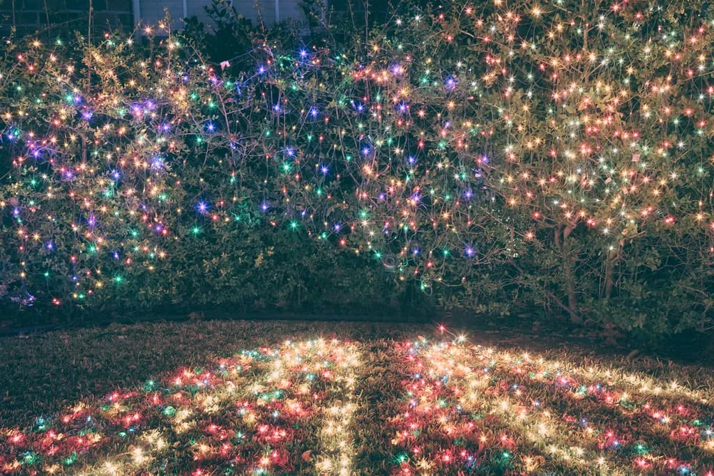 Forest of Light