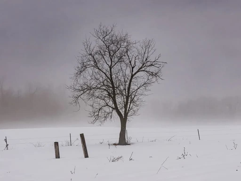 Winter Solitude