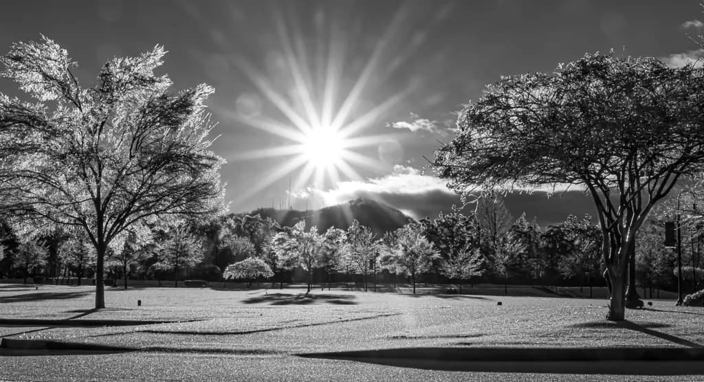 Icy Trees