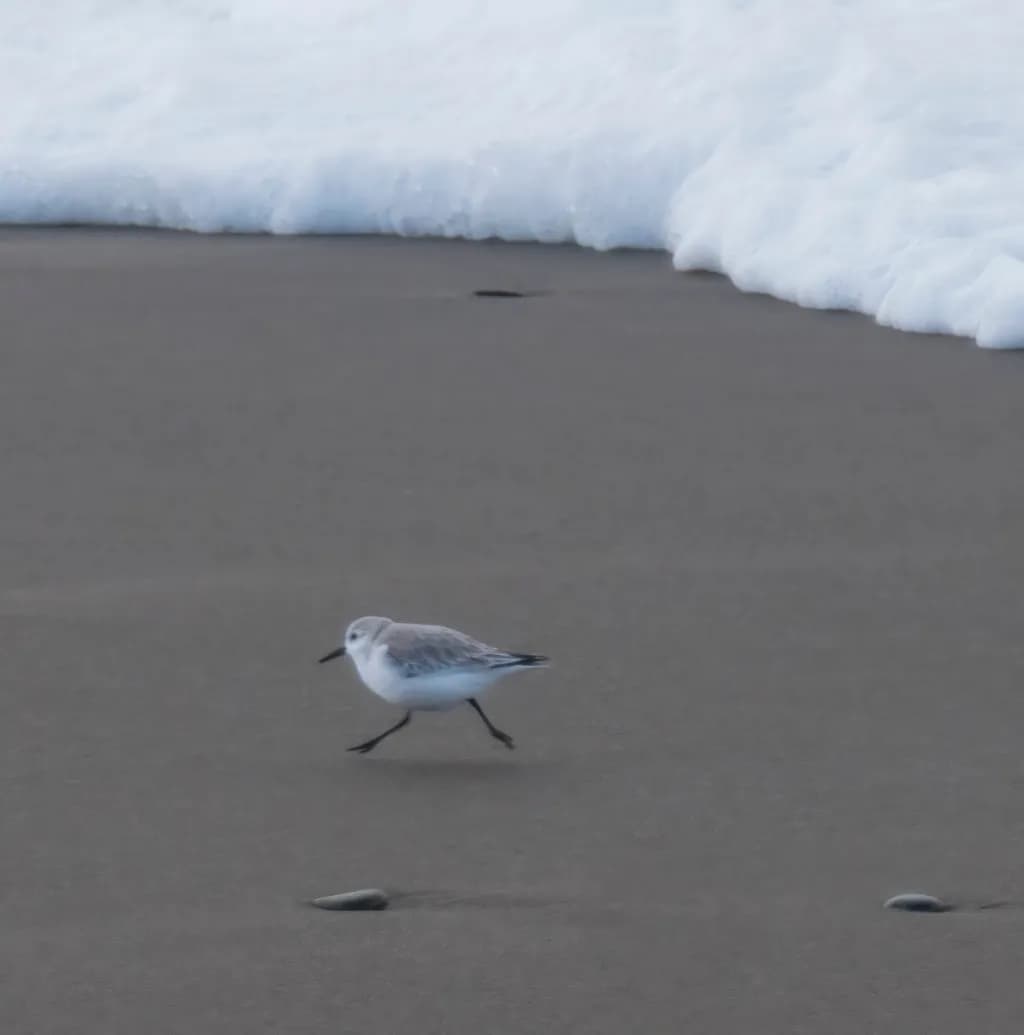 Snowy Plover Stride