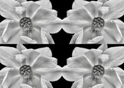 Fun Flowers Pattern