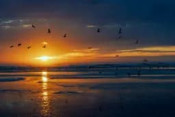 Birds at Sunset