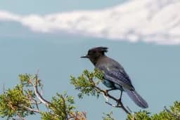Crested Jay Perch