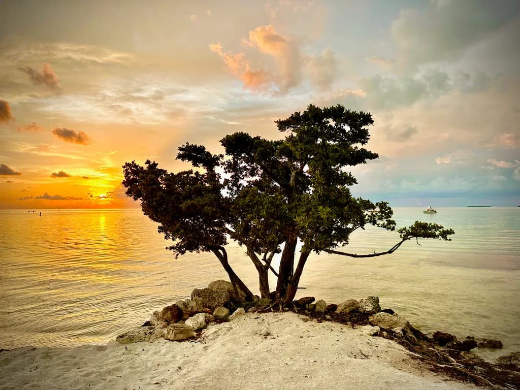 Sunset Tree Shore