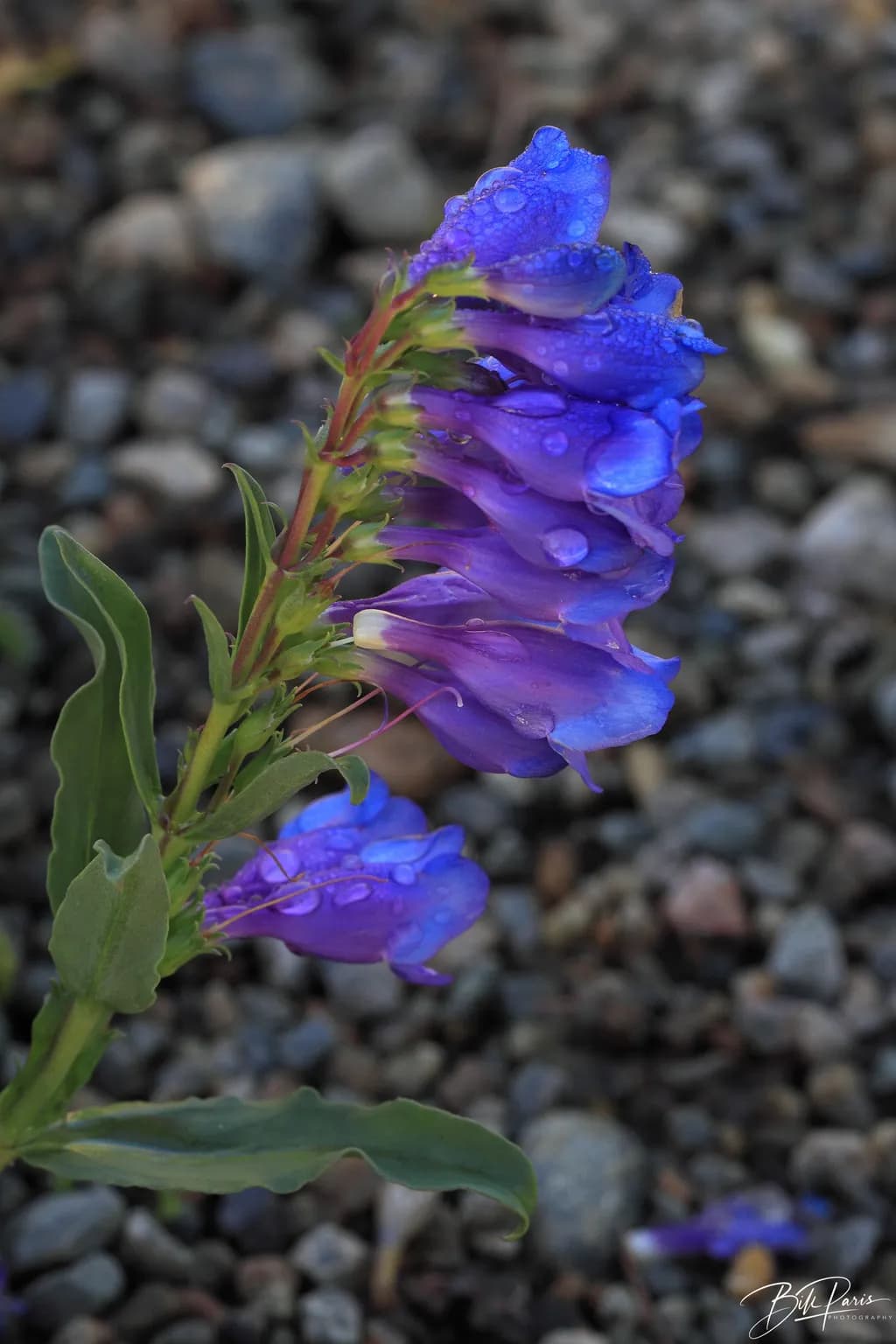 Blue Blossom