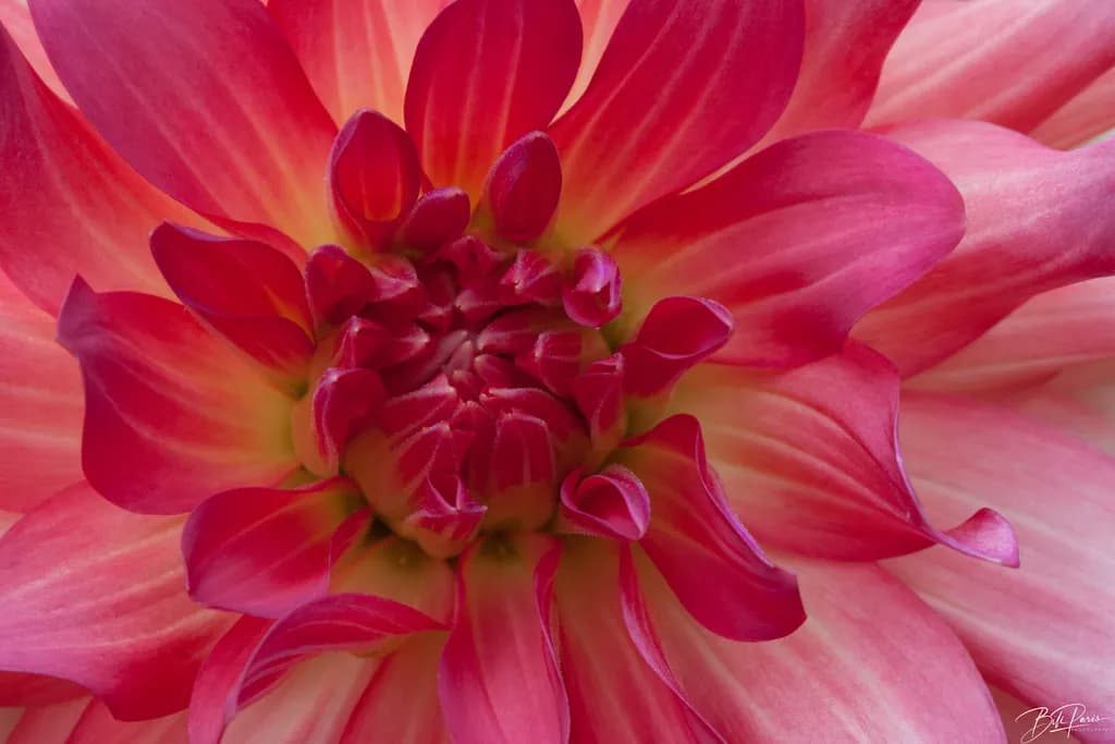 Dahlia Delight