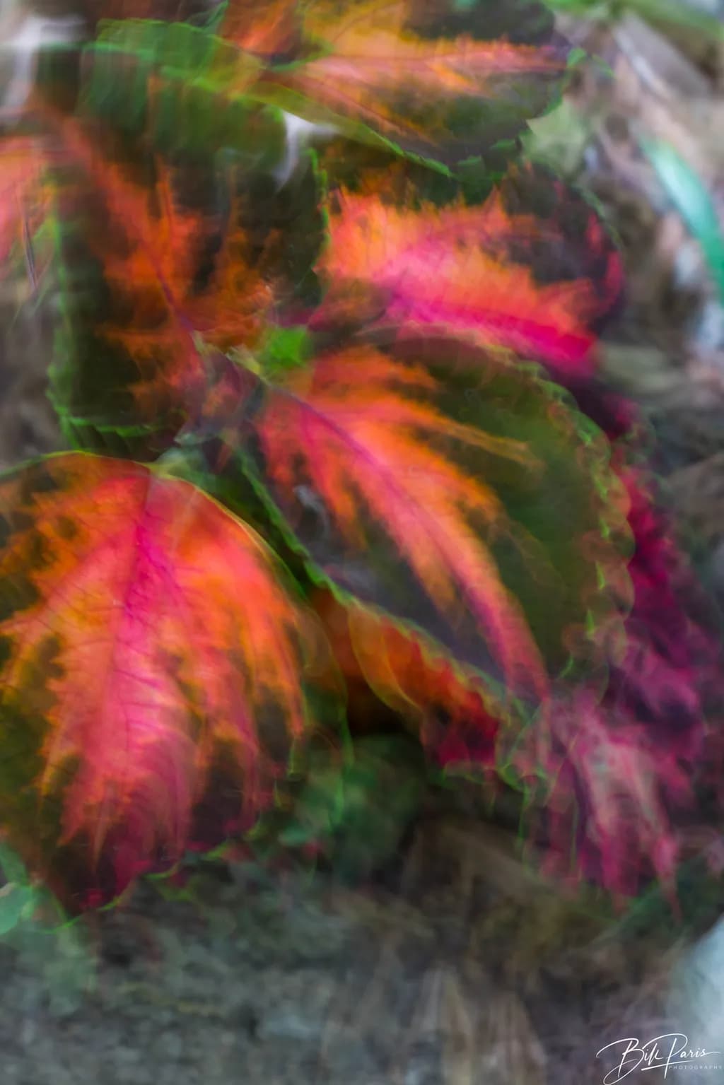 Coleus in motin