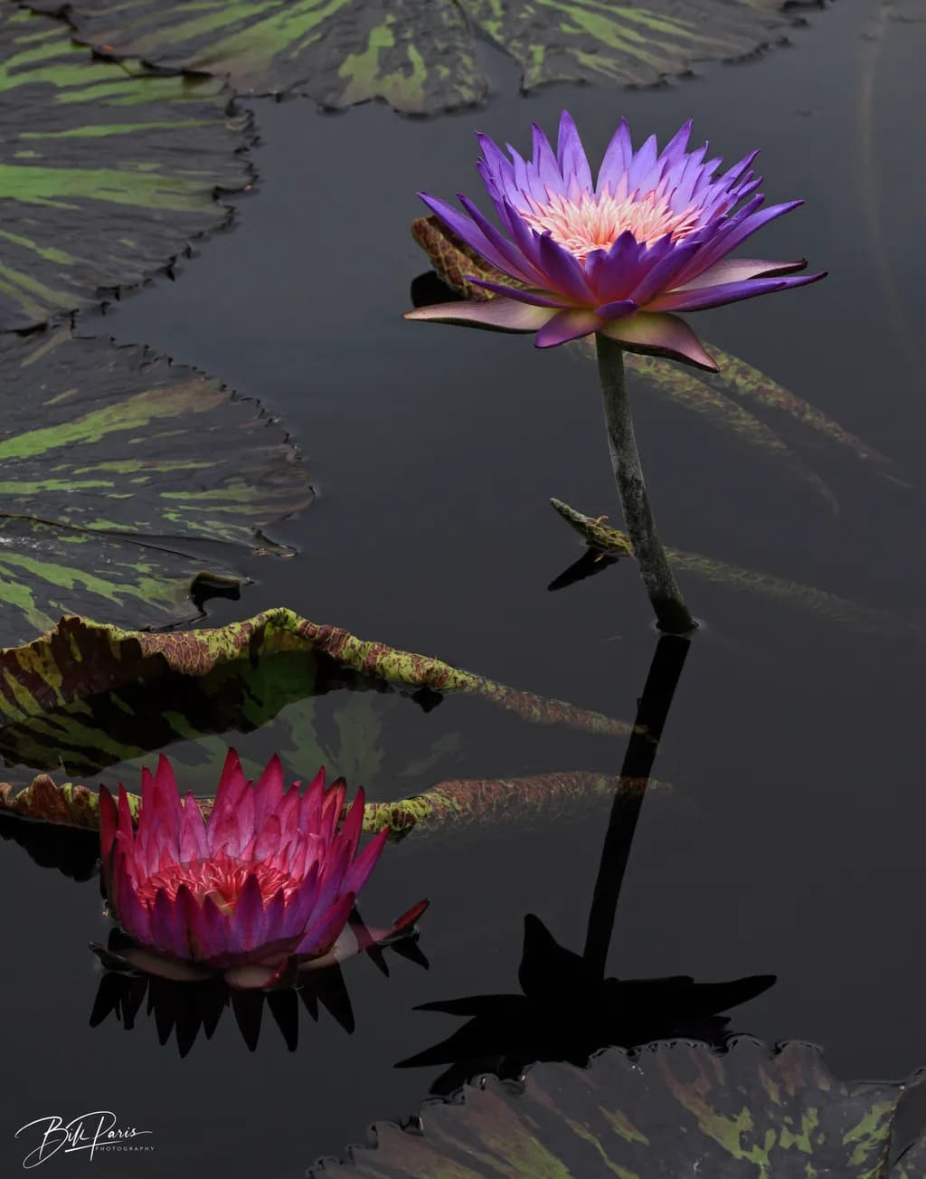 Lotus Reflections