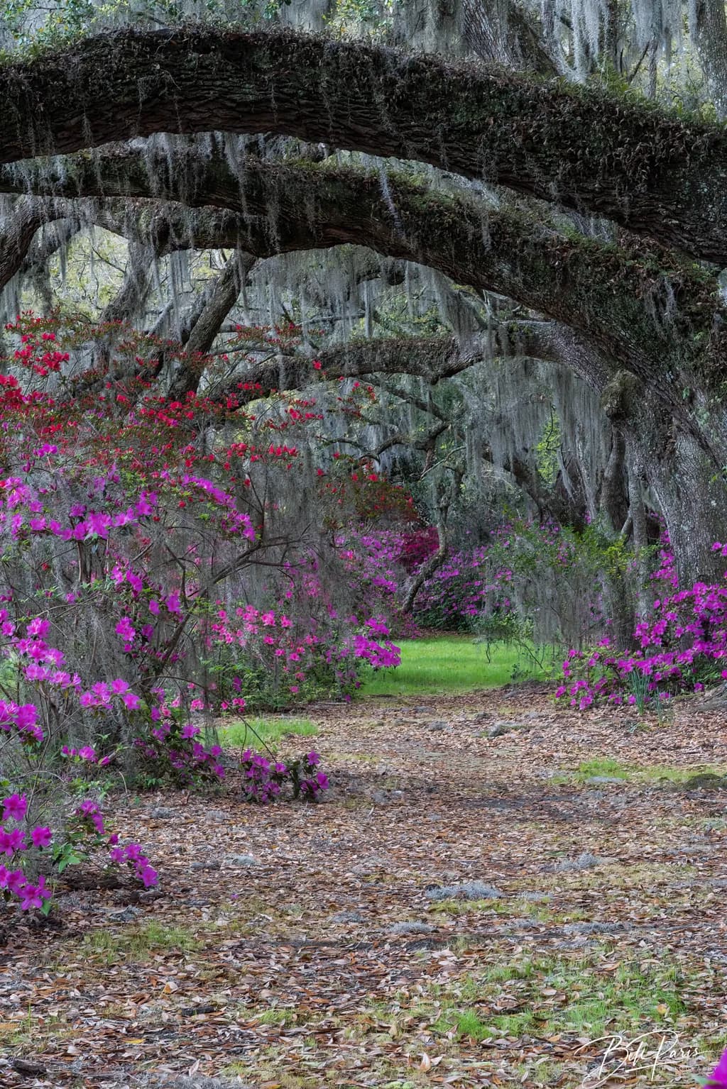 Magnolia Gardens