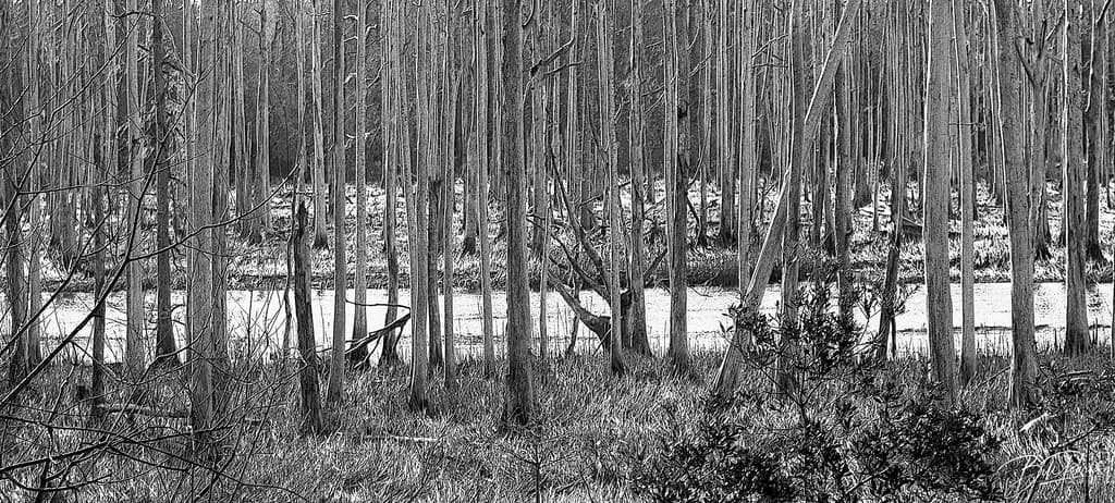 Monochrome Serenity