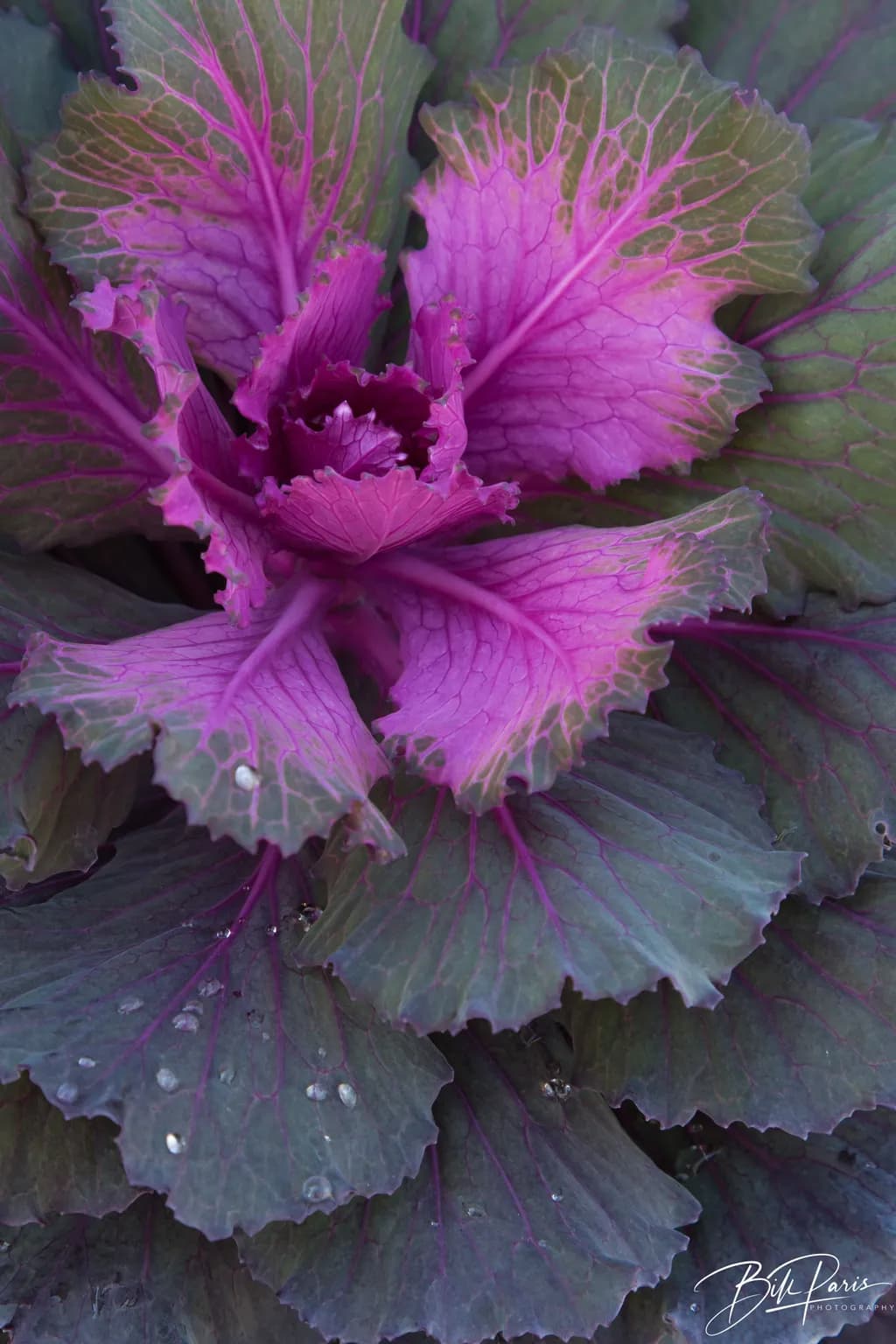 Purple Cabbage Delight