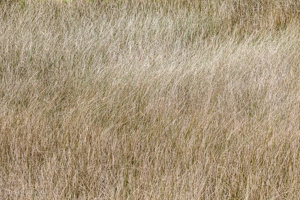 Maryland Coast Grasses