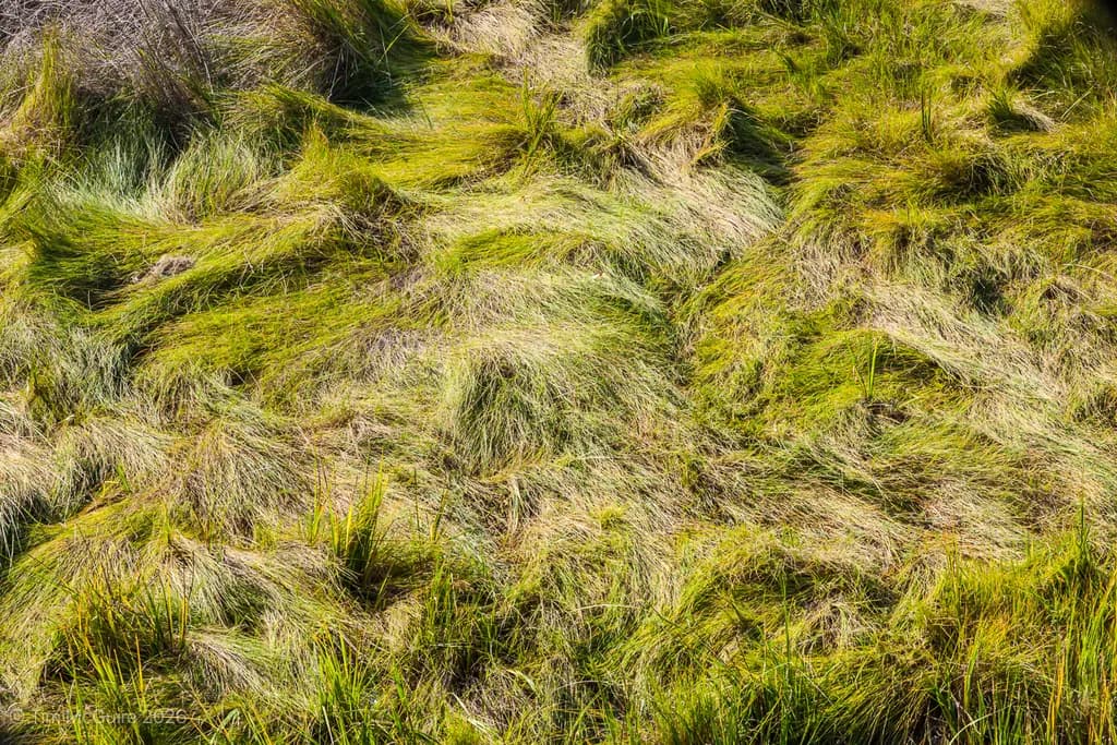 Maryland Coast Grasses