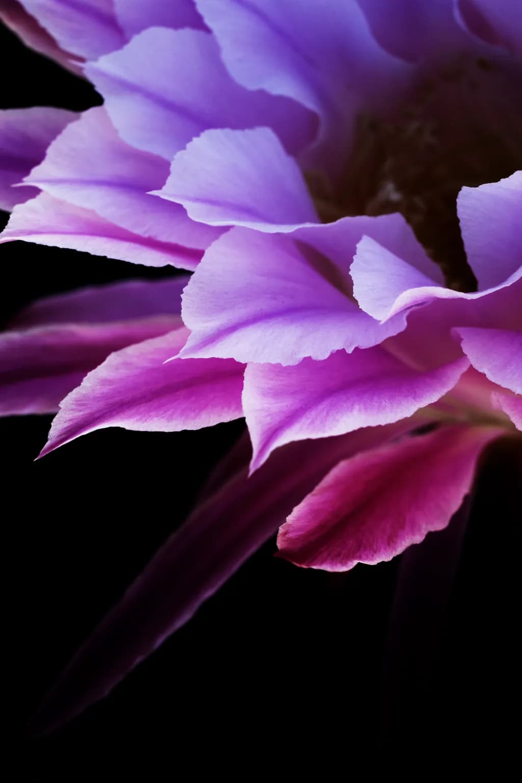 Trichocerius Blossom