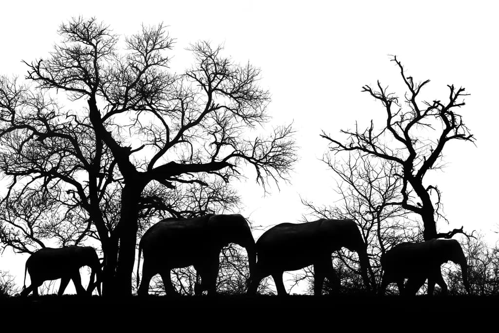 Elephants Silhouette