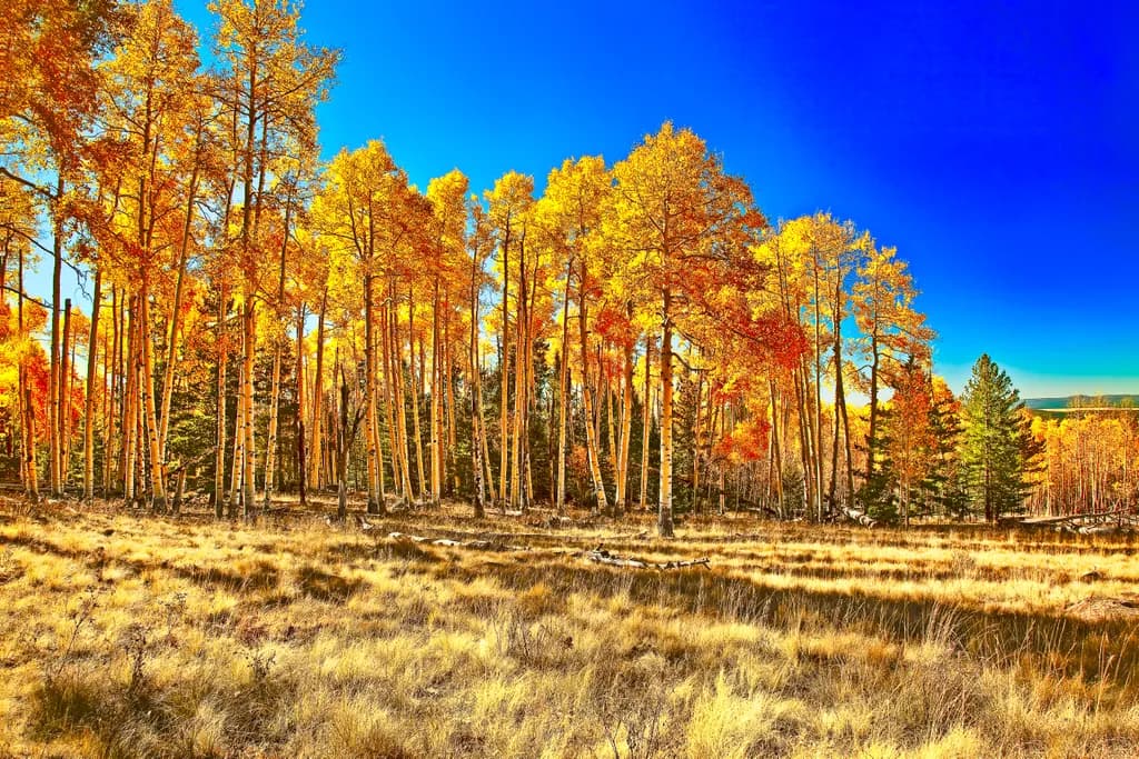Aspen Tree Meadow