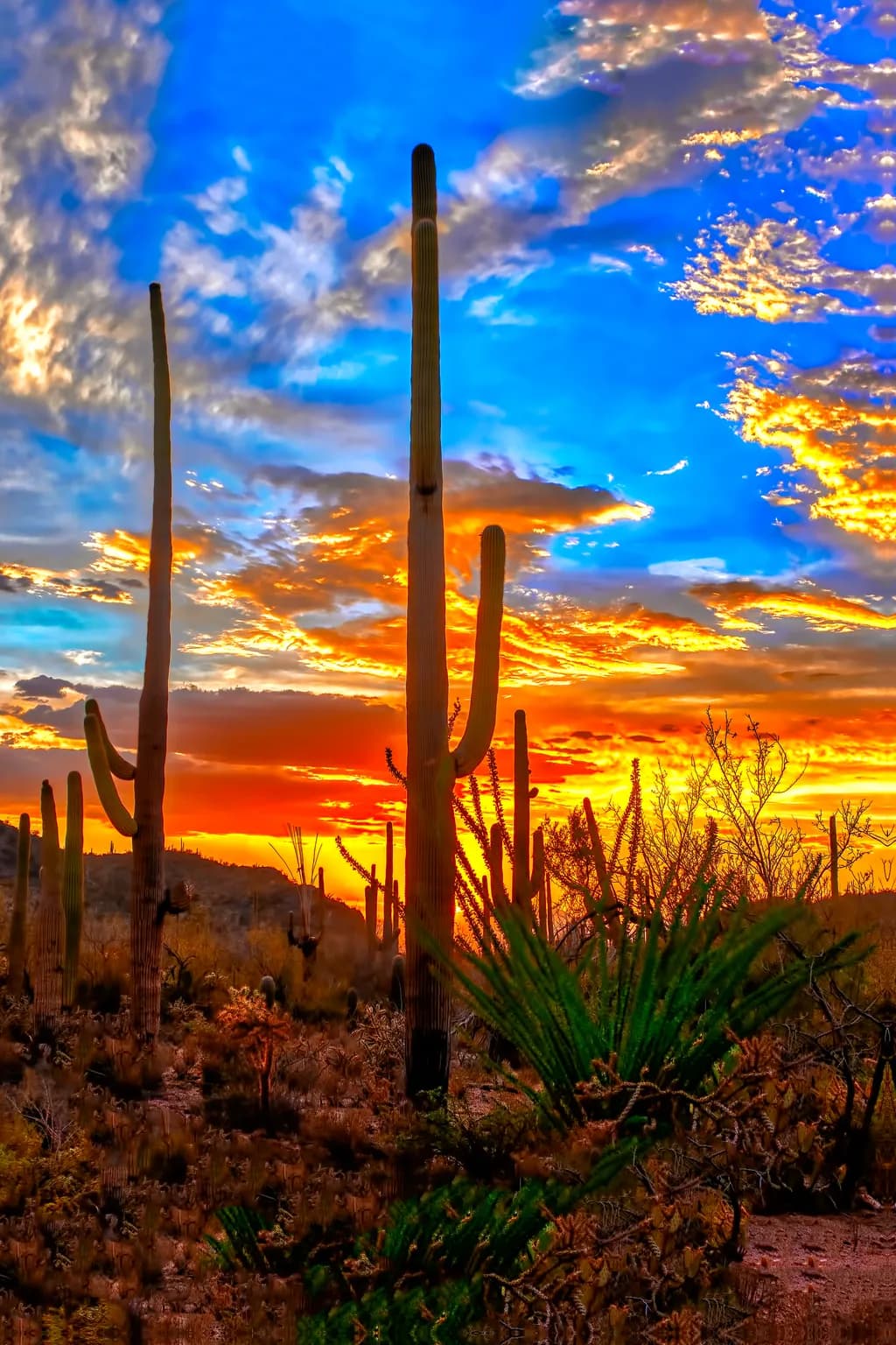 Saguaro National Park Sunset