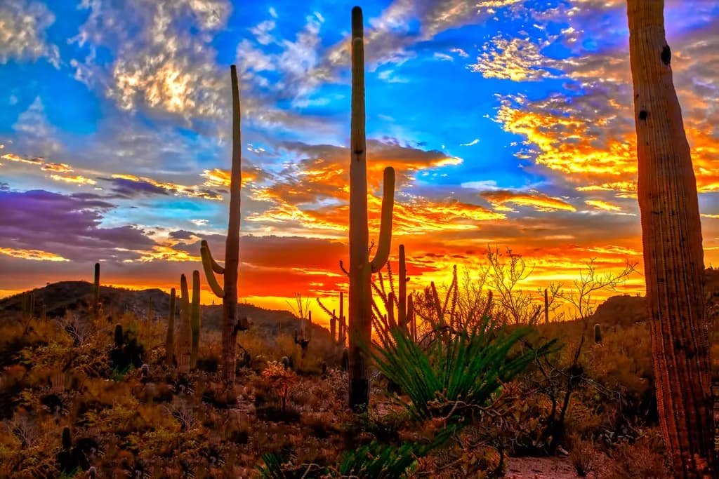 Saguaro National Park Sunset