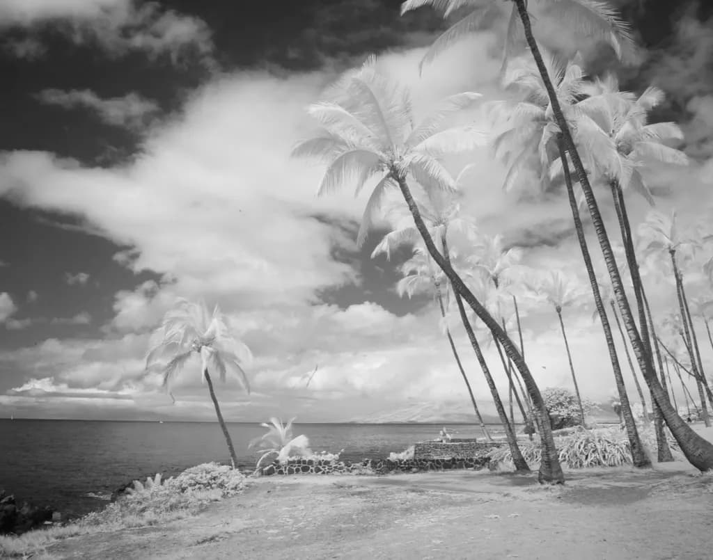 Keep Palm and Carry On