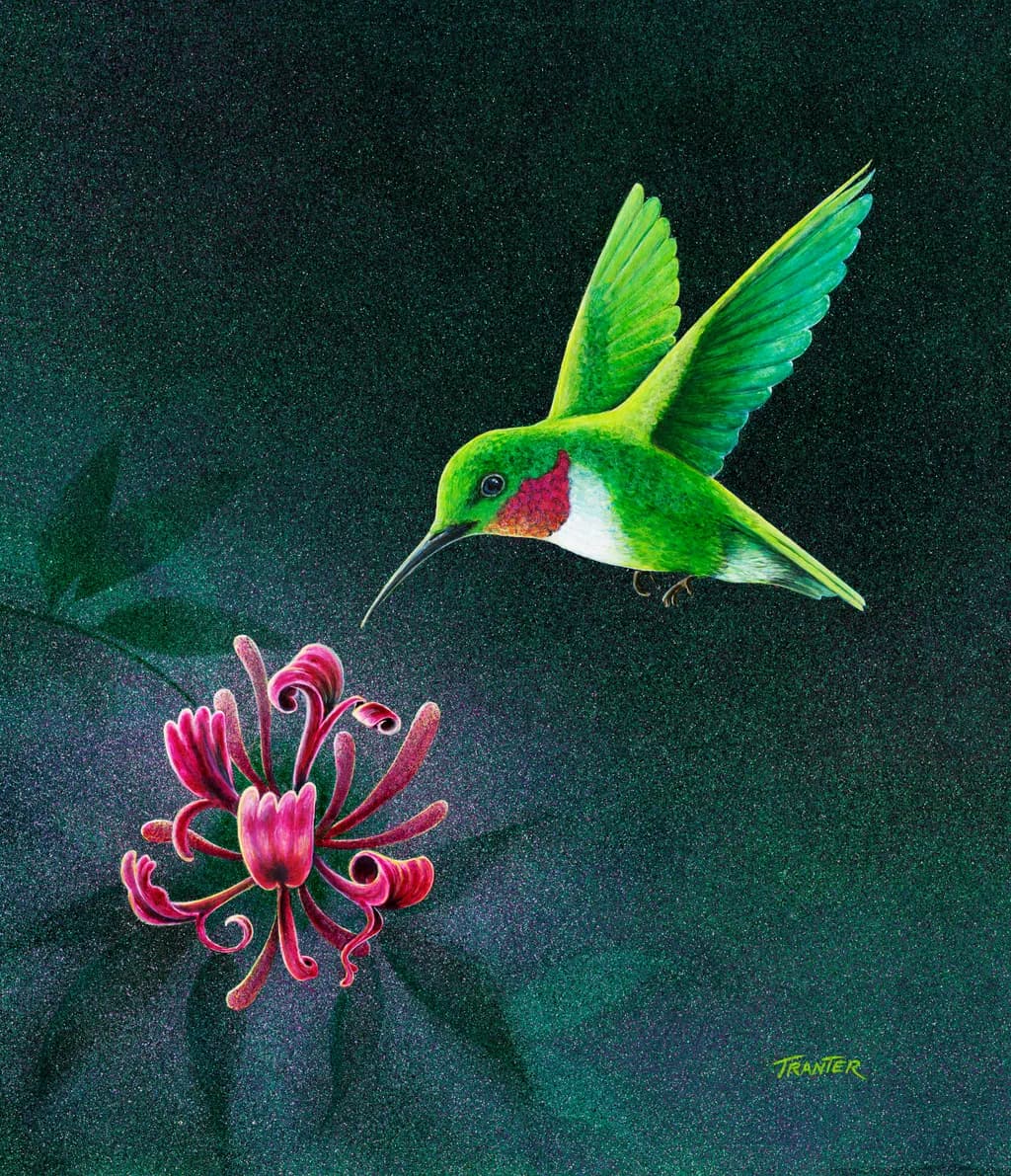 Hummingbird Harmony