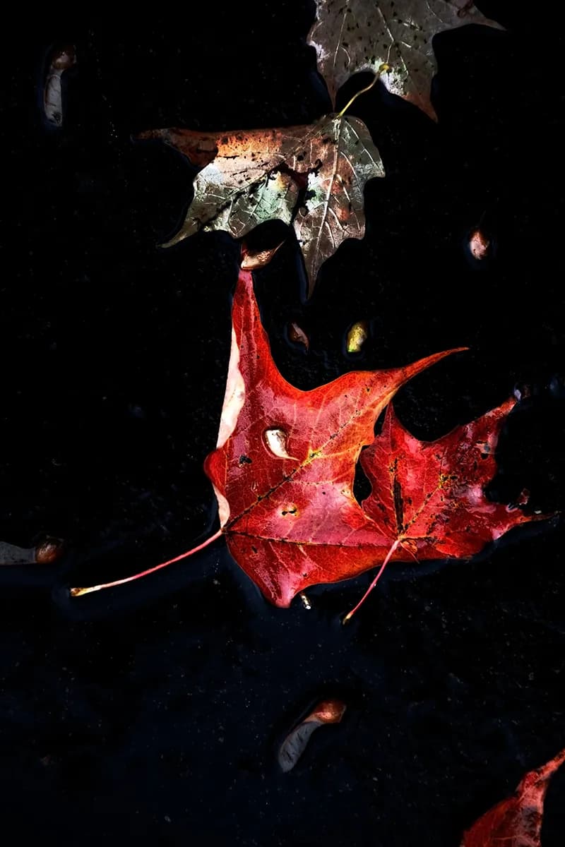 Crimson Reflections: The Dance of Autumn Leaves on Dark Waters